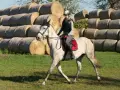 Co to znaczy dzierżawić konia? Koszty, umowa i czy warto?