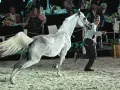 Janów Podlaski: Poznaj legendę koni arabskich i zwiedź stadninę
