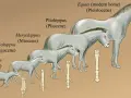 Zaskakujące ciekawostki o koniach i jeździectwie: Odkryj ich świat!