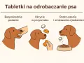 Czym odrobaczać psa? Pełny przewodnik po preparatach i dawkach.