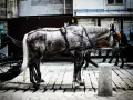 Łaska pańska na pstrym koniu jeździ: Co naprawdę oznacza?