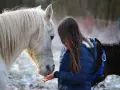 Koń Cię słucha! Jak kierować nim dosiadem, łydkami, wodzami?