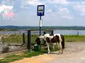 Stadnina Koni Dąbrowa Górnicza: Ceny, Oferta, Jak Wybrać?