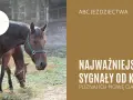 Koń okazuje sympatię: Zrozum jego mowę ciała i buduj więź