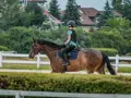 Ile kosztuje weterynarz dla konia? Cennik usług 2026
