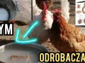 Jak skutecznie odrobaczyć kury? Zdrowe stado i wysoka nieśność