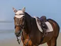 Brązowy koń w beżowym czepku i siodle na plaży.