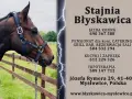 Stadnina koni Mysłowice: Pełny przewodnik ceny, oferta, jak zacząć?