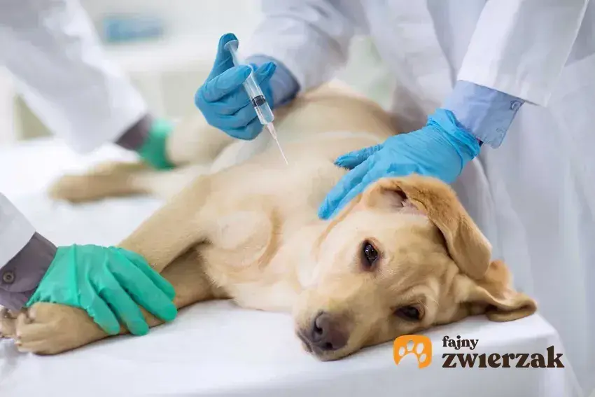 Eutanazja psa: Co dalej z ciałem? Opcje, koszty i prawo w PL.