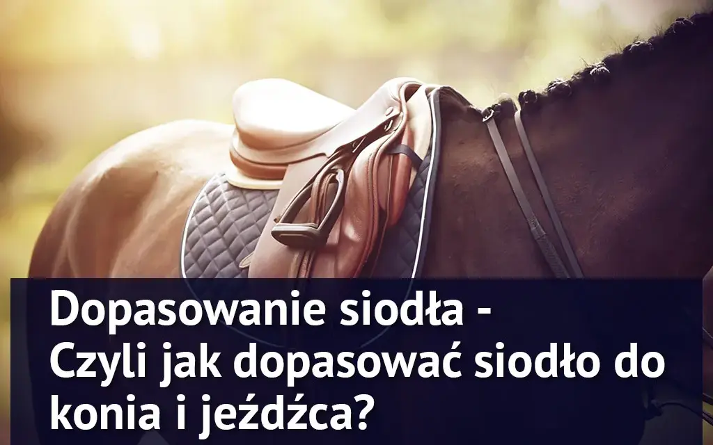Twój koń cierpi? Jak prawidłowo dopasować siodło krok po kroku