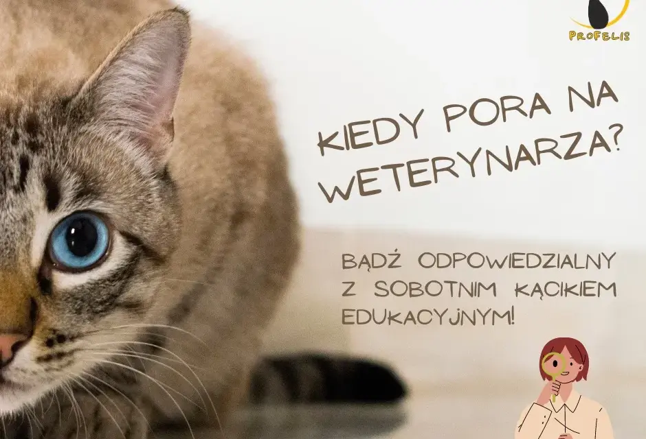 Kiedy z kotem do weterynarza? Objawy, profilaktyka i pilne sygnały