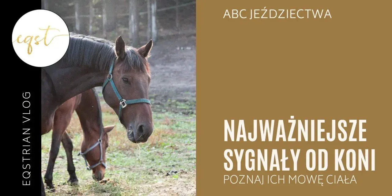 Koń okazuje sympatię: Zrozum jego mowę ciała i buduj więź