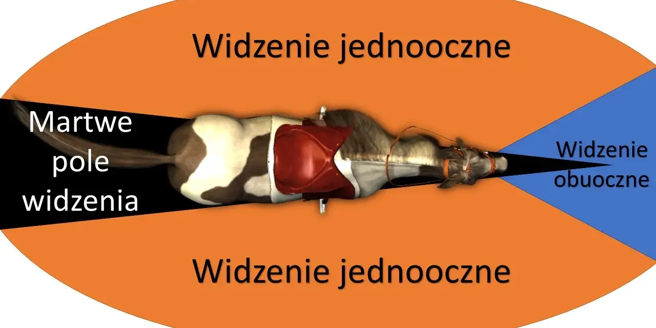 Koński wzrok: Poznaj świat oczami konia i buduj zaufanie