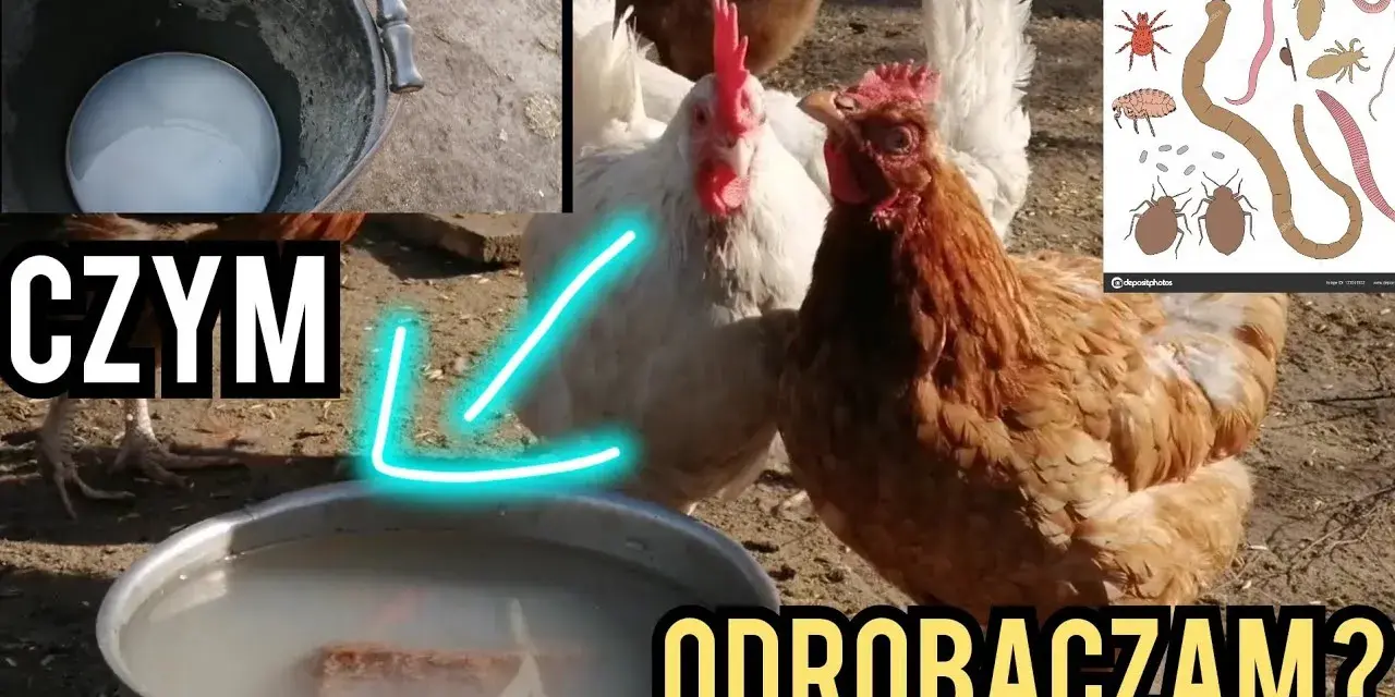 Jak skutecznie odrobaczyć kury? Zdrowe stado i wysoka nieśność