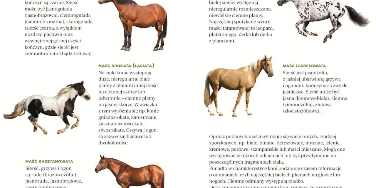 Jaki atlas o koniach dla dziecka? Wybierz idealny z ekspertem!