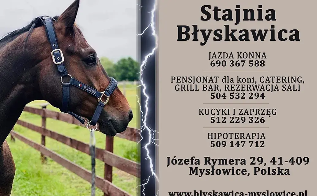 Stadnina koni Mysłowice: Pełny przewodnik ceny, oferta, jak zacząć?