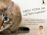 Kiedy z kotem do weterynarza? Objawy, profilaktyka i pilne sygnały