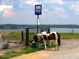 Stadnina Koni Dąbrowa Górnicza: Ceny, Oferta, Jak Wybrać?