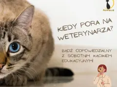 Kiedy z kotem do weterynarza? Objawy, profilaktyka i pilne sygnały