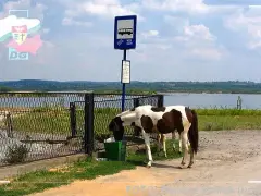 Stadnina Koni Dąbrowa Górnicza: Ceny, Oferta, Jak Wybrać?