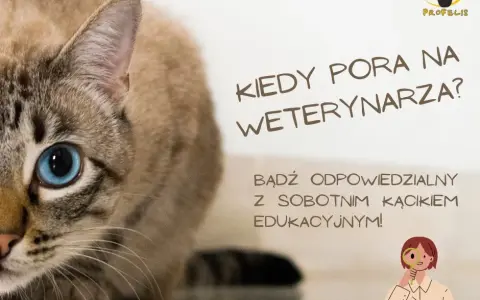 Kiedy z kotem do weterynarza? Objawy, profilaktyka i pilne sygnały