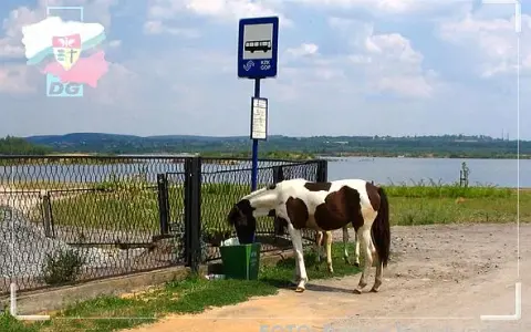 Stadnina Koni Dąbrowa Górnicza: Ceny, Oferta, Jak Wybrać?
