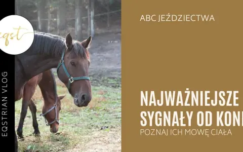Koń okazuje sympatię: Zrozum jego mowę ciała i buduj więź