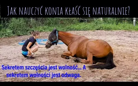 Jak nauczyć konia sztuczek? Buduj więź i rozwijaj go!