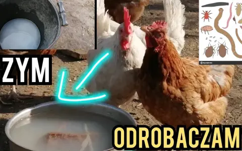 Jak skutecznie odrobaczyć kury? Zdrowe stado i wysoka nieśność