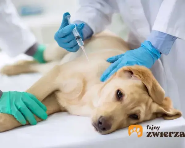 Eutanazja psa: Co dalej z ciałem? Opcje, koszty i prawo w PL.