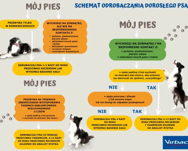 Co ile odrobaczać psa? Pełny harmonogram i porady eksperta