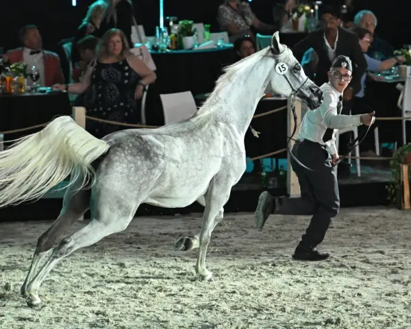 Janów Podlaski: Poznaj legendę koni arabskich i zwiedź stadninę