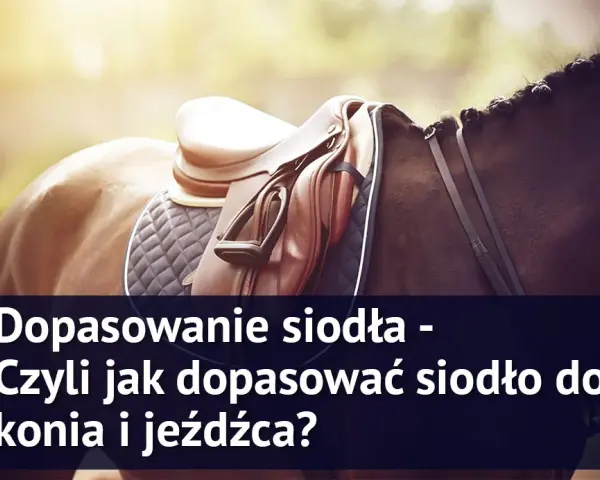 Twój koń cierpi? Jak prawidłowo dopasować siodło krok po kroku
