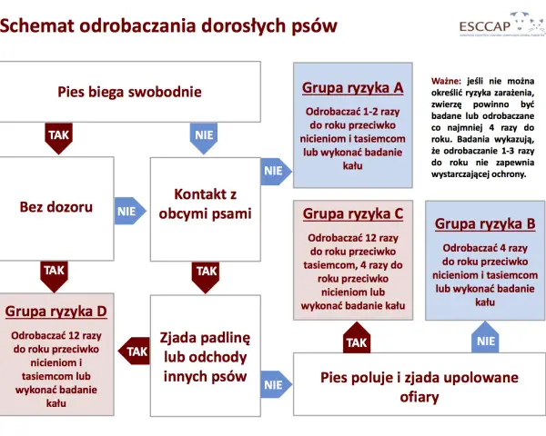 Odrobaczanie szczeniaka: Kompletny harmonogram i porady eksperta