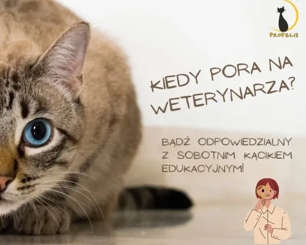 Kiedy z kotem do weterynarza? Objawy, profilaktyka i pilne sygnały