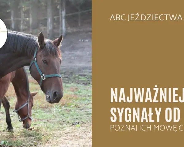 Koń okazuje sympatię: Zrozum jego mowę ciała i buduj więź