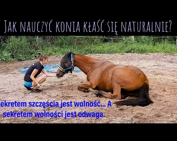 Jak nauczyć konia sztuczek? Buduj więź i rozwijaj go!