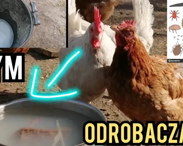 Jak skutecznie odrobaczyć kury? Zdrowe stado i wysoka nieśność