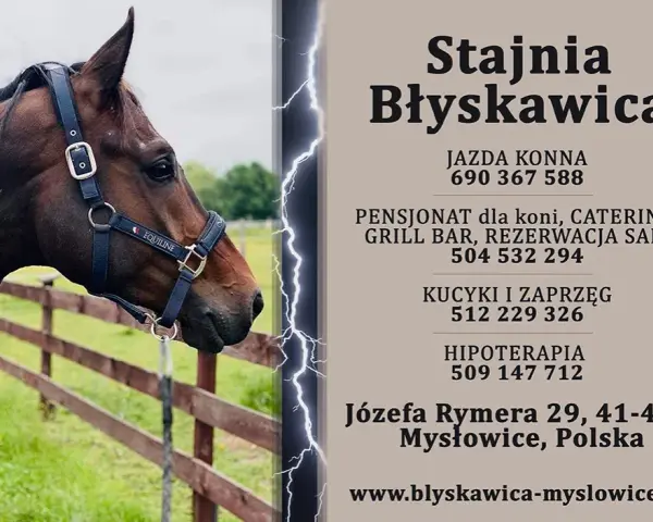 Stadnina koni Mysłowice: Pełny przewodnik ceny, oferta, jak zacząć?