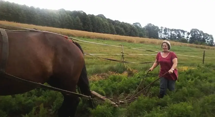 Pasja do koni na Śląsku: edukacja i kariera. Jak zacząć?