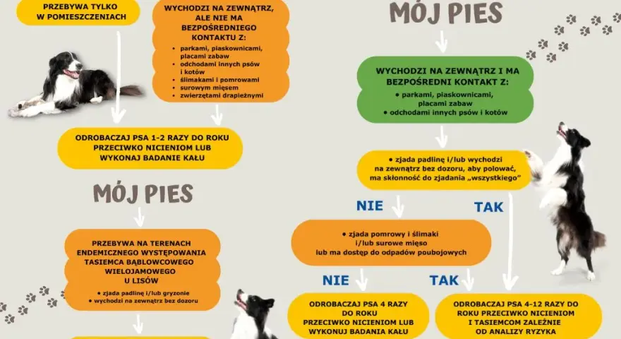 Co ile odrobaczać psa? Pełny harmonogram i porady eksperta