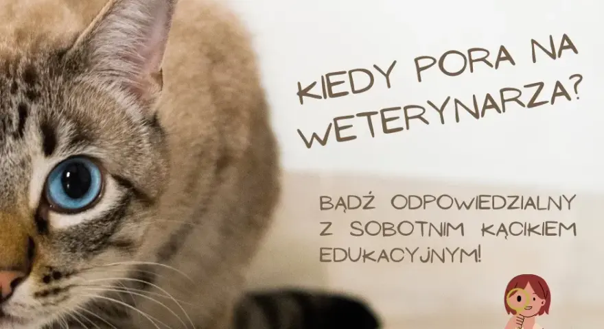 Kiedy z kotem do weterynarza? Objawy, profilaktyka i pilne sygnały