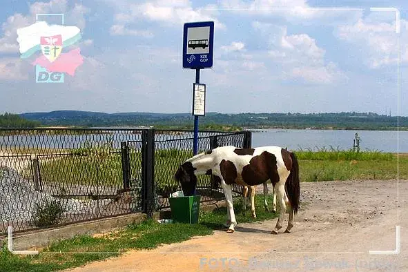 Stadnina Koni Dąbrowa Górnicza: Ceny, Oferta, Jak Wybrać?