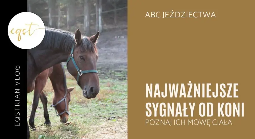 Koń okazuje sympatię: Zrozum jego mowę ciała i buduj więź