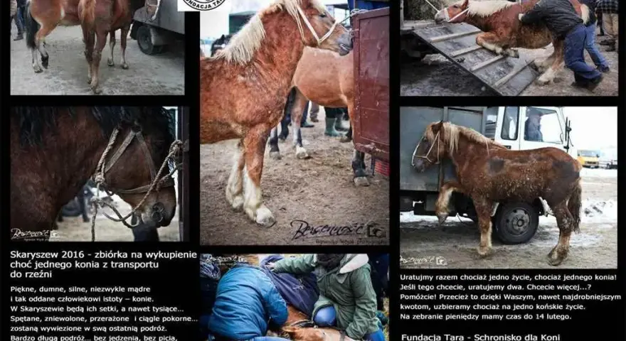 Tara: Fundacja czy ośrodek jeździecki? Poznaj różnice i ofertę