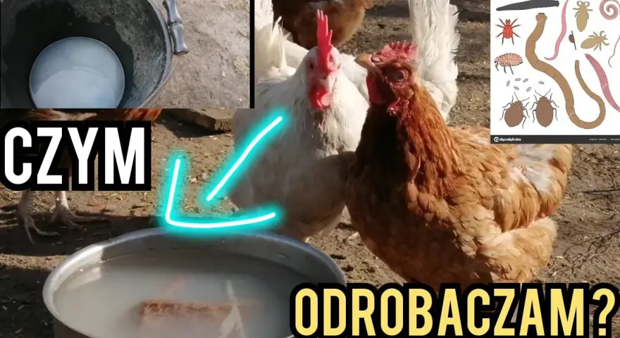 Jak skutecznie odrobaczyć kury? Zdrowe stado i wysoka nieśność