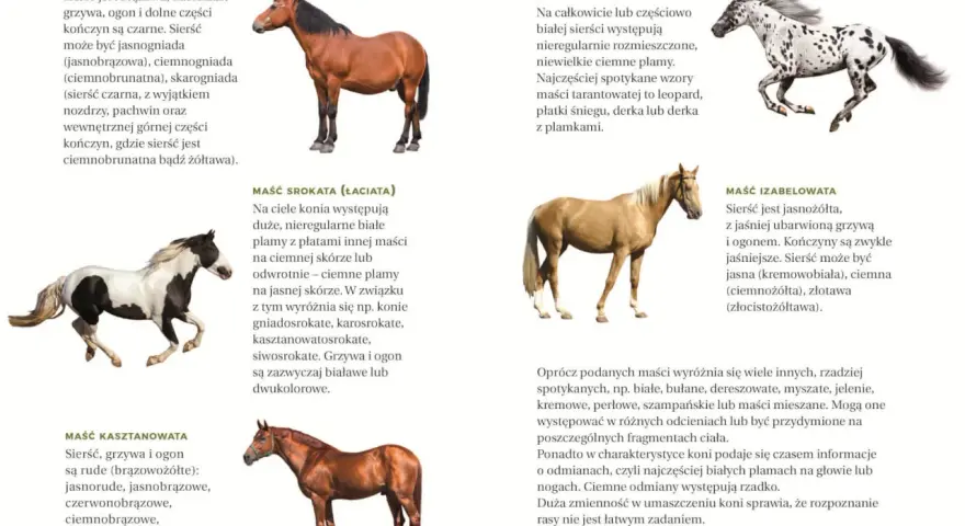 Jaki atlas o koniach dla dziecka? Wybierz idealny z ekspertem!