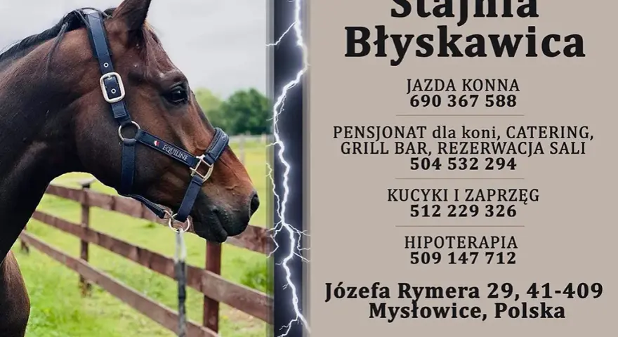 Stadnina koni Mysłowice: Pełny przewodnik ceny, oferta, jak zacząć?