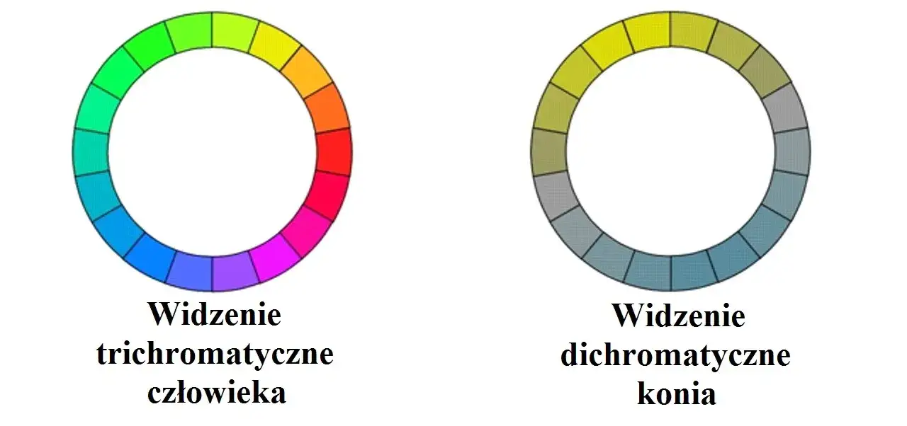 symulacja wzroku konia kolory dichromatyzm