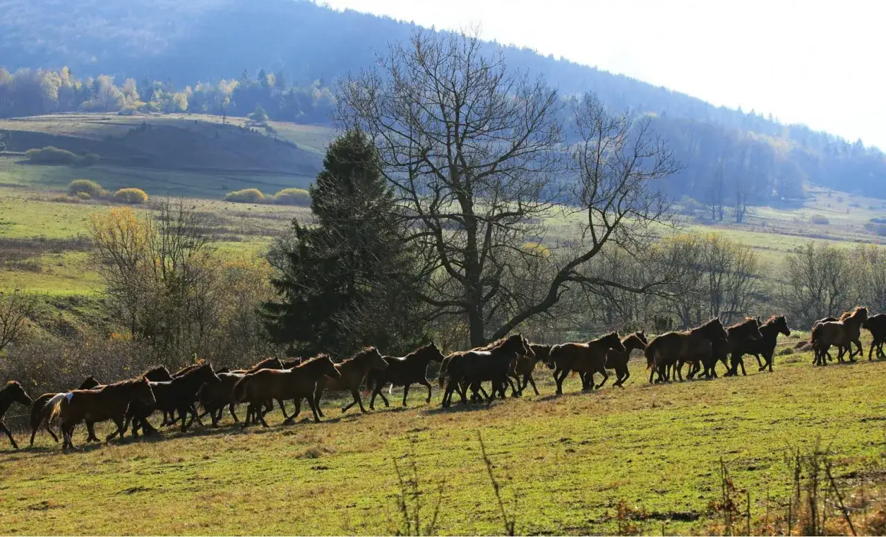 Stadnina Koni Huculskich Gładyszów Beskid Niski